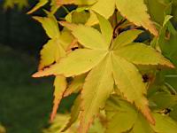 Acer palmatum cv Katsura (fam Aceracees) (Photo F. Mrugala) (5)